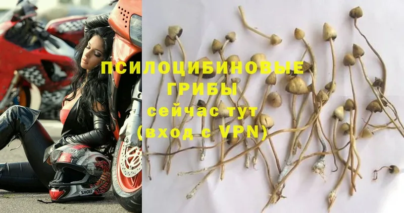 Галлюциногенные грибы Magic Shrooms  Петушки 